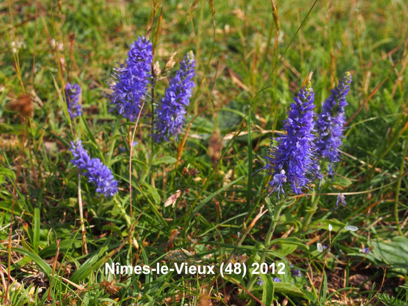 Speedwell, Spiked plant